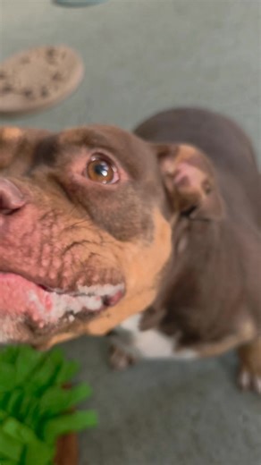 This low-ridin' house hippo is Patches. We don't know what is cuter...her little (well, metaphorically speaking...) booty-wiggle when she walks, her gremlin-like snorts when she is sniffing or her ridiculously adorable smooshy face. All of it! All of Patches is just adorable! Patches has two speeds...totally playful and zonked. This girl goes and goes until she doesn't then she crashes. She's got lots of energy but lots of beauty sleep that she capitalizes on. When we said that she was a "house 