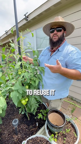 Early Girl Tomatoes! | Texas Garden Guy