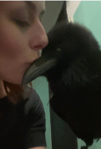 #ворон #рек #птица #raven #fyp