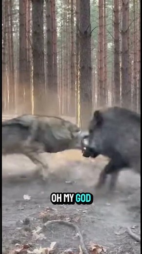 Wolf and Boar Clash in Forest Clearing as Onlookers Back Away in Panic