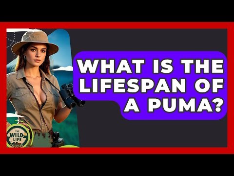 What Is The Lifespan Of A Puma? - The Wild Life Explorer