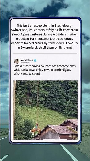 Why These Swiss Cows Are Actually FLYING! 🇨🇭 #Nature #funny #wildlife