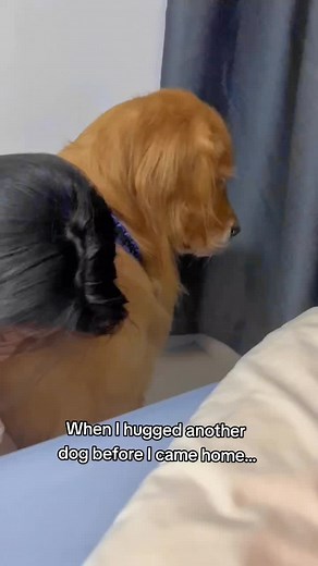 Pissed Off Golden Retriever Reaction | Funny Dog Moments