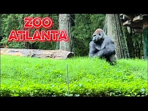 Exploring Zoo Atlanta Part 2 🐘🦒 | More Wildlife Adventures!