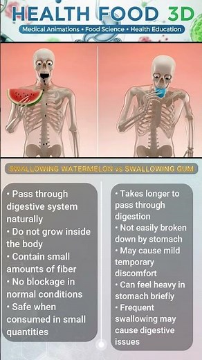 Swallow Watermelon Seeds vs Chewing Gum – What Happens Inside Your Body 🍉😳 #animation #shorts