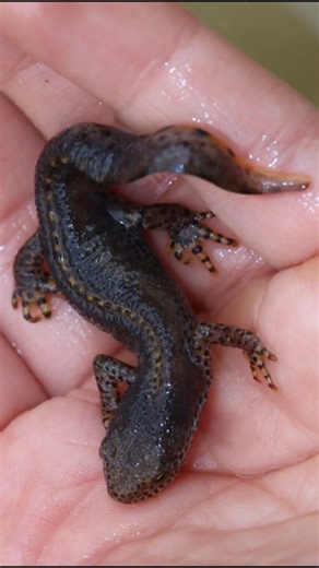 Toad Taxi: Operation at the Amphibian Fence