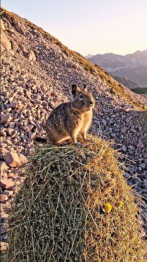 A Pika's 7-Year Life in 1 Minute