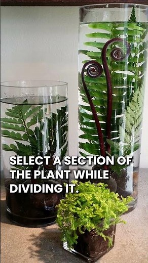 How to Grow Ferns in Water #fern #water #shorts