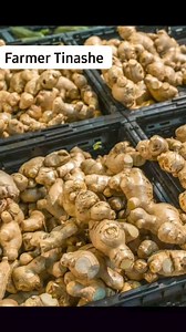 3.3K views · 81 reactions | The demand for ginger is high due to its vital benefits like helping in chronic digestion, reduce high blood pressure, reduce risk of heart attack, lowers diabetes, help in weight loss etc therefore the demand is gradually increasing. ❤️✅️六‍ | Farmer Tinashe | Facebook