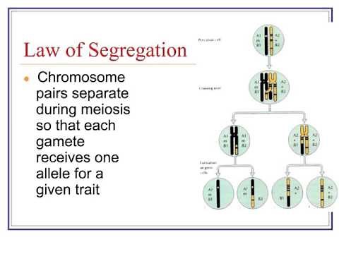 Law of Segregation & Punnett Squares