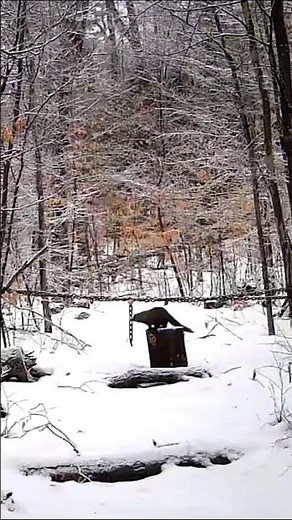 Fisher Cat or Wolverine?! #trailcam #wildlife caughtoncamera #fishercat #wildlifecamera