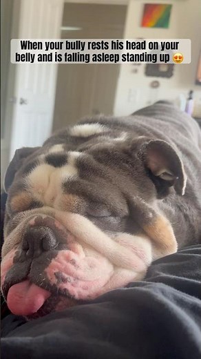 Sleepy English Bulldog falls asleep standing up! #funny #dog #bulldog