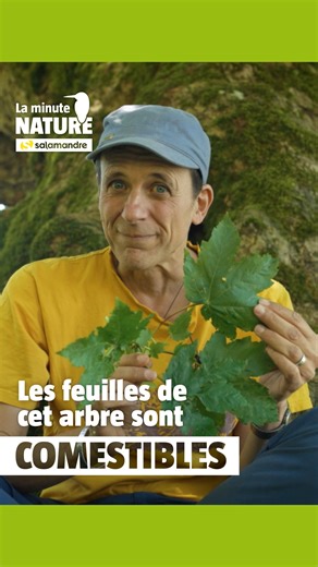 Savez-vous que les jeunes feuilles de l'érable sycomore sont excellentes en salade ? Que sa sève vitaminée soignait du scorbut ? Que le cheval de Troie était fait avec son bois ? Ou encore que cet arbre magnifique peut vivre jusqu'à 500 ans ? À travers cette Minute Nature, apprenez à reconnaître cet arbre de l'amour, ses usages et sa symbolique. 🌳 ➡️ Episode dispo en entier sur minutenature.net | La Salamandre