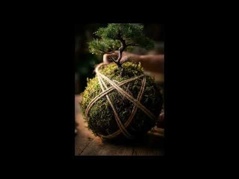 Transforming a simple plant into a beautiful Moss Ball Bonsai (Kokedama)