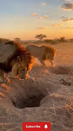 Lion Hunting Prey in the Wild | Epic Predator vs Prey Chase 4K #predatorhunting #animals