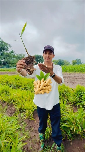 अदरक की खेती कैसे करें? बिजाई से लेकर कटाई तक की पूरी जानकारी 🌱