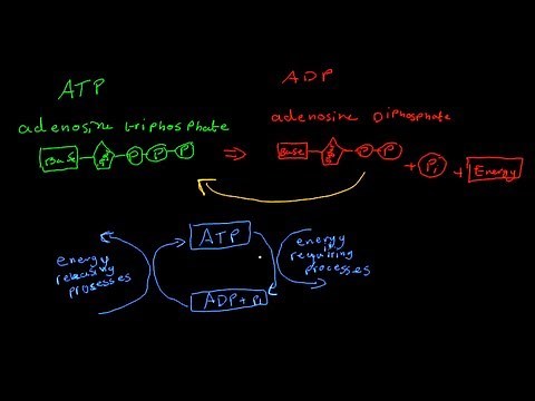 ATP and ADP+Pi (cellular energy transfer)