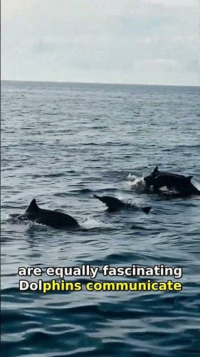 Dolphins: Amazing Facts About Their Intelligence & Social Skills