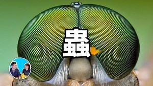 地球上最常见的外星人，蟲 ｜ 老高与小茉_哔哩哔哩_bilibili
