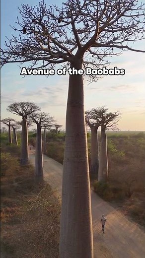 Top 5 Places to Visit in Madagascar #shorts