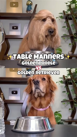 Table manners challenge - Goldendoodle vs Golden Retriever #dogchallenge #goldenretriever #dogfood