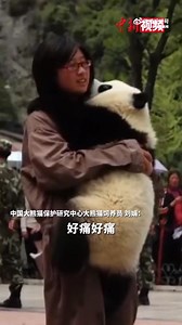 17 years ago, on May 12, 2008, an 8.0-magnitude #earthquake hit #Wenchuan in SW China's Sichuan. The epicenter was just a few kilometers from Wolong #Panda Reserve. Despite the risk of aftershocks, keepers sprinted at full speed, risking their lives to evacuate the #giantpandas. | Shanghai Daily 上海日报