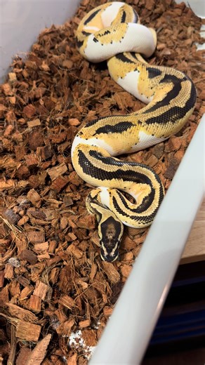 Pastel OD YB Pied 🔥 he has been putting in work with a couple females #fyp #ballpython #ballpythonbreeder #P_D_Pythons #followers➕
