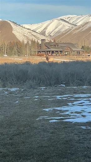 Elk Running in Sun Valley: Wildlife in Action