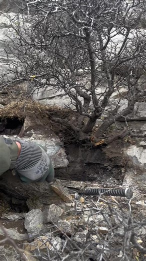 Make a bonsai.bonsai pohon seri#bonsai #bonsaitre #bonsaimini #盆栽