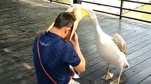 吃人啦！鹈鹕什么东西都想往嘴里塞