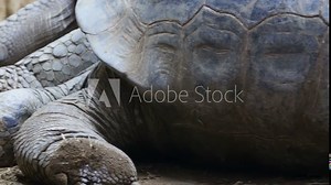 The huge feet and house of a sleeping turtle. The brown turtle or tortoise is on a floor sleeping