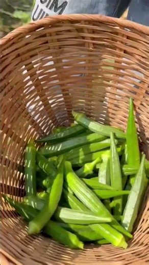 Manual okra harvesting technique #farming #shorts