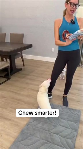 Pupford Bully Stick Rings — perfect for puppies and power chewers 💪 You get 3 long-lasting chews in one pack for endless entertainment & happy teeth 🦷 #DogChews #PuppyEssentials #HealthyChewing #DogMomFinds #pupford