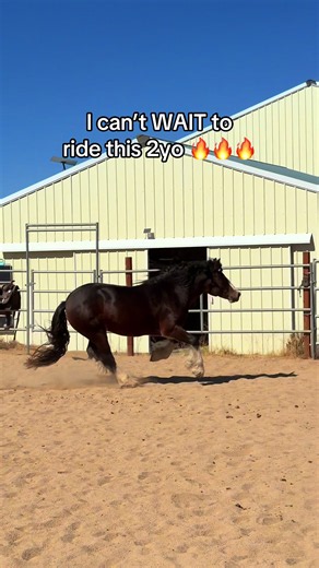 Starting a 2yo Gypsy Vanner Colt: Winter Training Plan 🔥