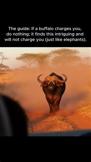 I survived a buffalo triple-charge 😳🐃