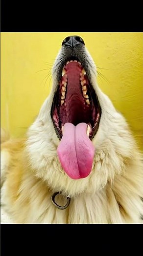 Yawn bigger than my sleep debt🤣