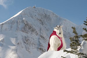 Introducing the next evolution in avalanche safety: rescue goats in Big Sky, MT. | Big Sky Resort