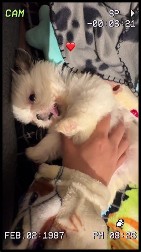 Videos de Pochacco (@pochacco209) con “sonido original - Fato”