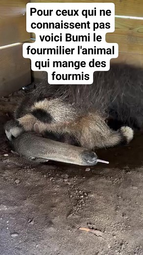 C'est l'animal qui mange des fourmis #viralvideo #viralvideos #viralpost #viralindonesia #viralbanget #viral #viralatas #viralata #virals #viralreels | Patrick Anderson Amoicon