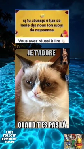 Chat honnête du visage 😂 #humour #drôle #meme #pourtoi #animaux #2026short #memeshorts #devine #mdr