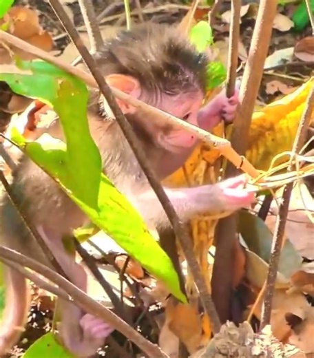 Baby Monkey RAIN leaves mom to learn to walk #cutemonkey | Cute Monkey