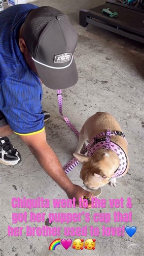 #dogs #pupcup #dutchbros #frenchbulldog #dogshorts #dogs #dog #doglife #dogdad #moments #fyp #fypシ