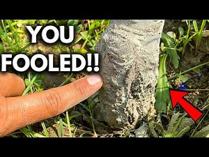Don’t Kill Your Peach Tree – Avoid This Critical Mistake!