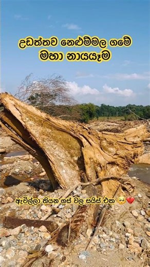 නෙළුම්මල මහා නායයෑම 🥺💔 ඇවිල්ලා තියන ගස් වල සයිස් එක 😳 Nelummala Village After Yahangala Landslide
