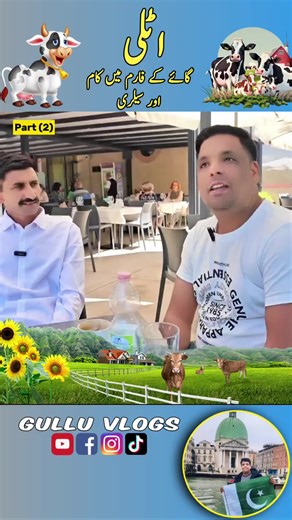 Dairy Farm Jobs in Italy: Work with Cows and Agriculture