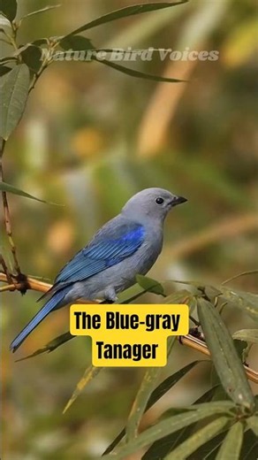 The Blue-gray Tanager #birds #birdsong #birdsounds