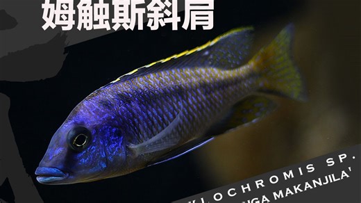 姆触斯斜肩，铲嘴斜间