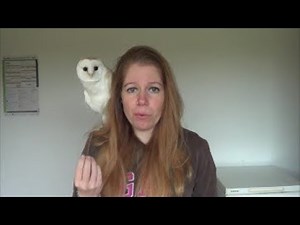 My barn owl being ridiculously cute during YouTube recordings (compilation)