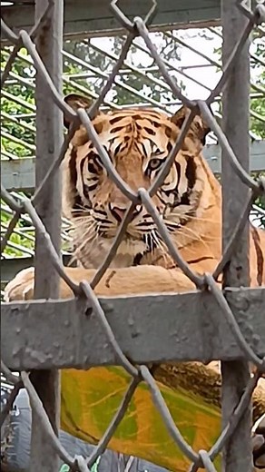Face to Face With a Royal Bengal Tiger 🐅 | Zoo Adventure in Bangladesh 🏞️