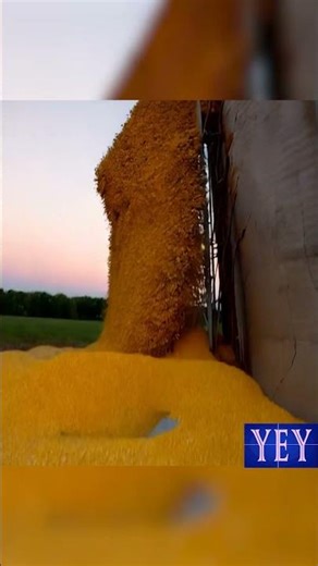 Overloaded Corn Silo Ruptures and Overflows #Silo #YesEpicYes #Grain #AI